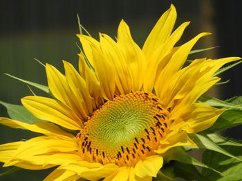 Close-up of sunflower