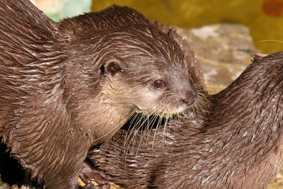 Close-up of wet animal