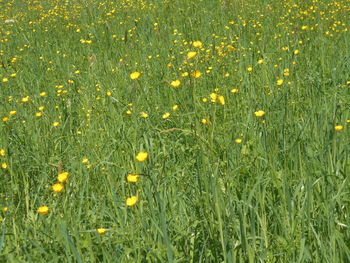 plant