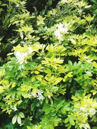 plant