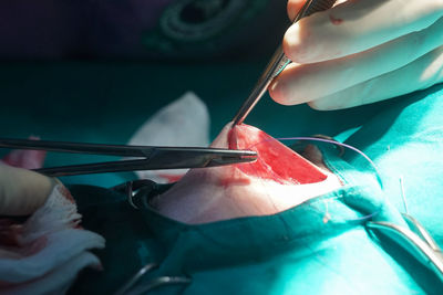 Cropped hand of dentist examining chemical