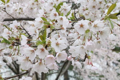 Close-up of white cherry blossoms in spring