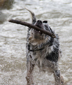 Dog holding stick at sea shore
