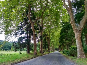 Road amidst trees in forest