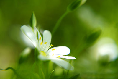 Close-up of white flowering plant