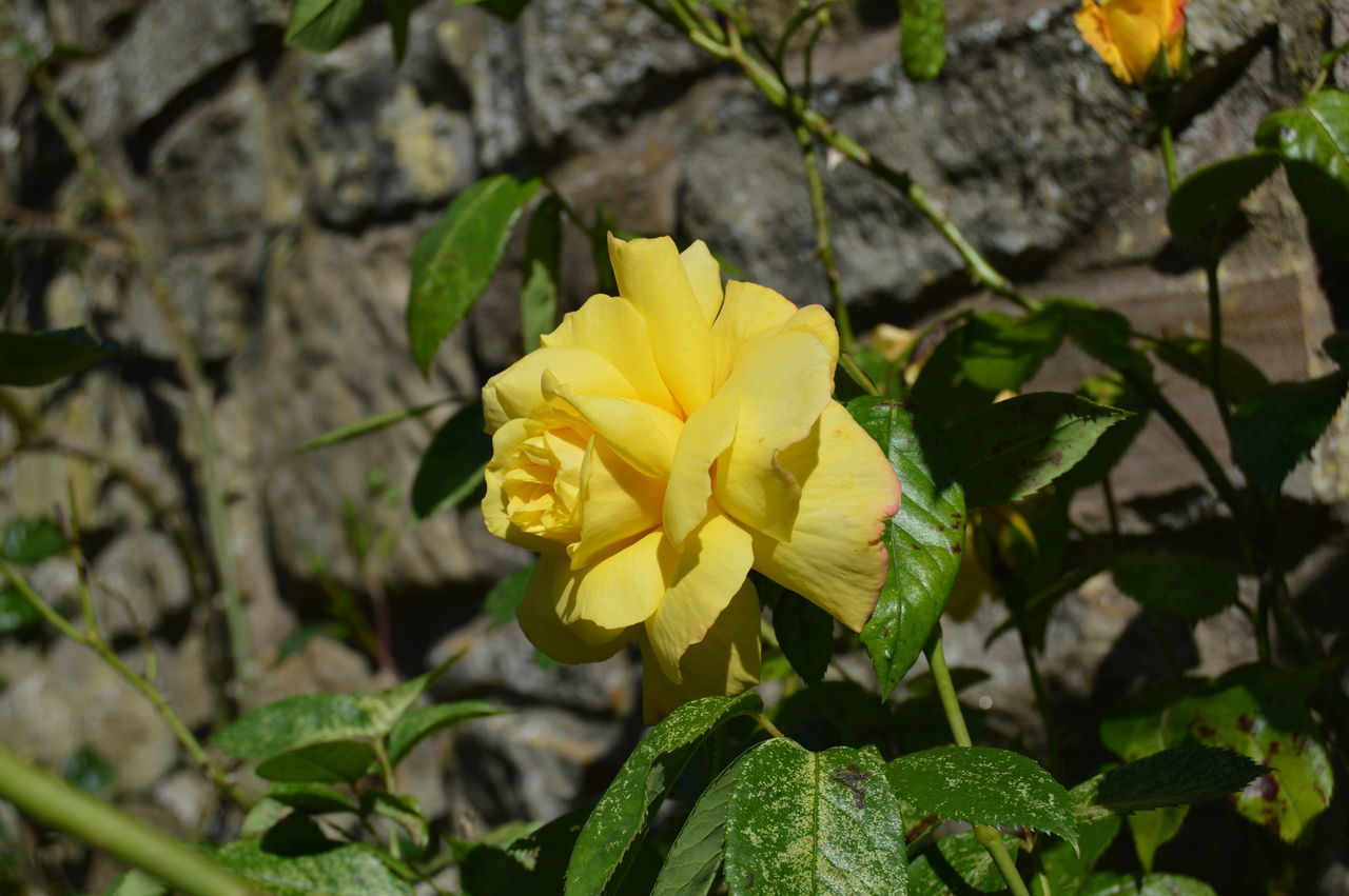 CLOSE-UP OF YELLOW FLOWER