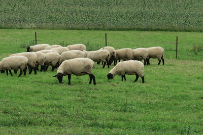 Sheep grazing in a field