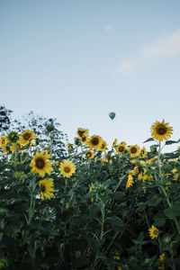 Close-up of flowering plants on field against clear sky