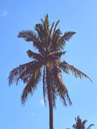 Low angle view of palm tree against clear sky