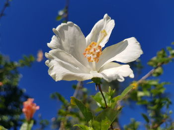 Close-up of white flowering plant