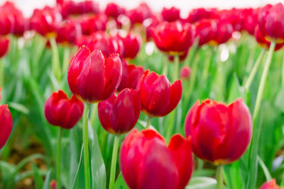 Close-up of red tulips in field