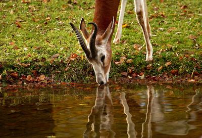 Deer drinking water in a lake