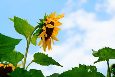 Low angle view of sunflower plant against sky