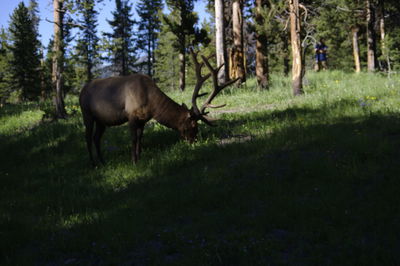 Horse grazing on field in forest