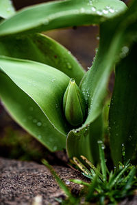 Close-up of plant