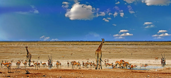 Animals standing on field against sky