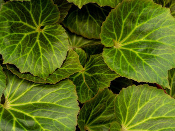 Full frame shot of green leaves