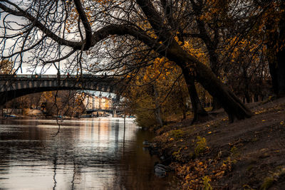 Arch bridge over river in forest