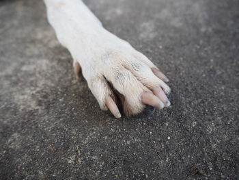 High angle view of dog on road