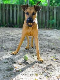 Portrait of dog