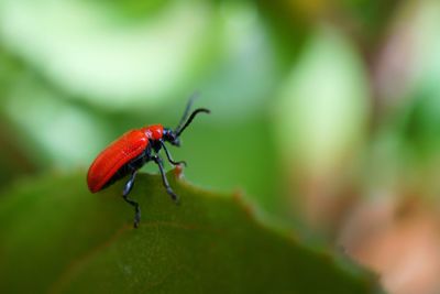 Close-up of insect on leaf