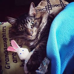 Close-up portrait of a cat