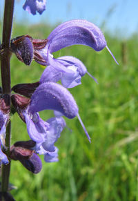 Close-up of purple flowering plant