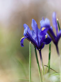 Close-up of purple crocus flowers