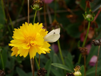 Close-up of butterfly pollinating on yellow flower