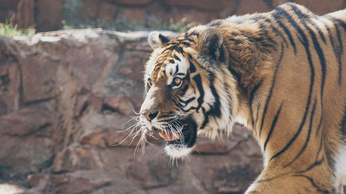Close-up of tiger in zoo