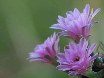 Close-up of pink flower