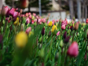 Close-up of pink tulips in park