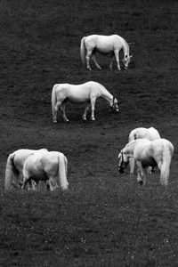 Horses grazing on field