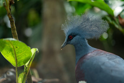 Victoria crowned pigeon, large bluish-grey pigeon with elegant blue lace-like crest