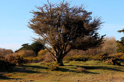 Trees on field against sky
