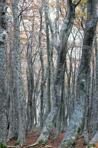 Full frame shot of bare trees in forest