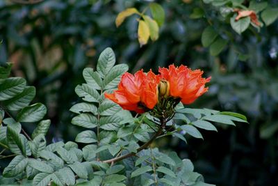 Close-up of flower blooming outdoors