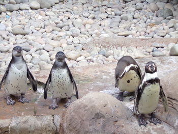 Penguins. . 4 best friends 