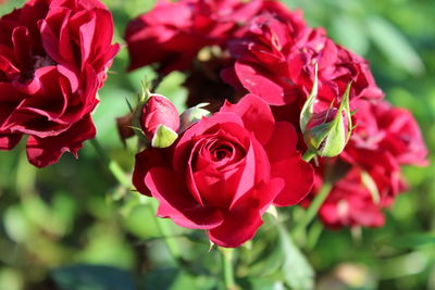 Close-up of red roses blooming outdoors