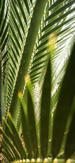 Close-up of palm tree