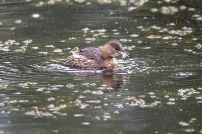 A close up of a juvenile little grebe with a fish in its beak.