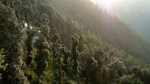 View of plants in mountains