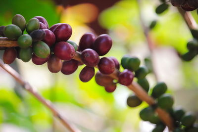 Close-up of fruits growing on tree