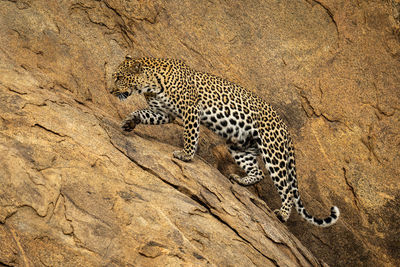 Leopard walks up steep rockface lifting paw