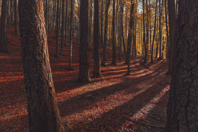 Panoramic view of trees in forest