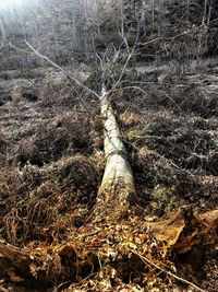 Aerial view of tree trunks on field