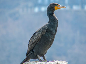 Close-up of bird perching