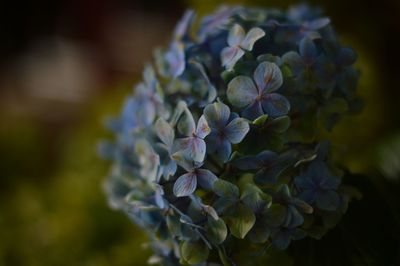 Close-up of purple flowers