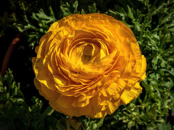 Close-up of yellow rose flower