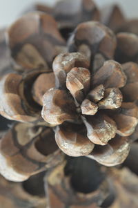 Close-up of mushrooms on table